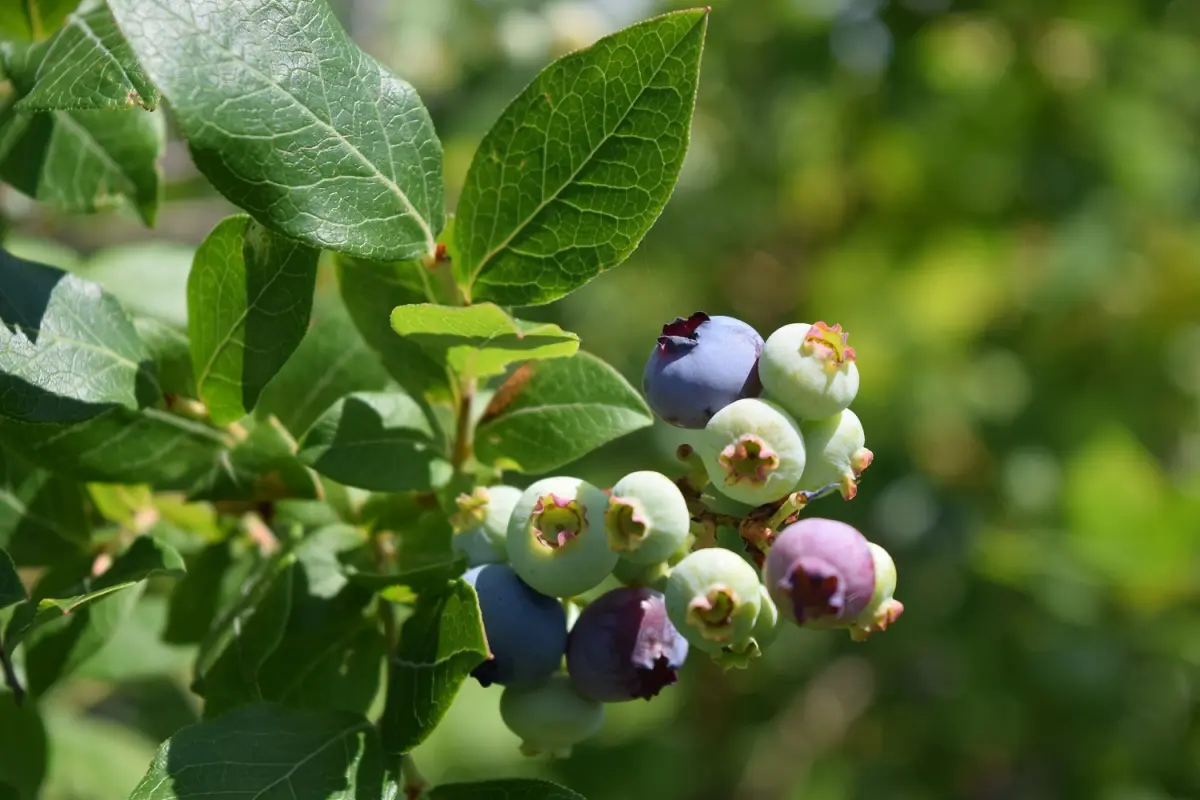 Marathon's Blueberry Bounty: Two Farms Offer U-Pick Experiences