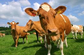 The Landscape of Dairy in CNY and the Southern Tier