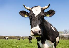 Cortland Dairy Parade to Celebrate Local Agriculture
