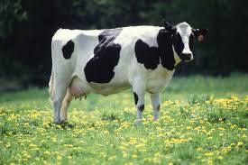 Where It All Began: The Origins of National Dairy Month